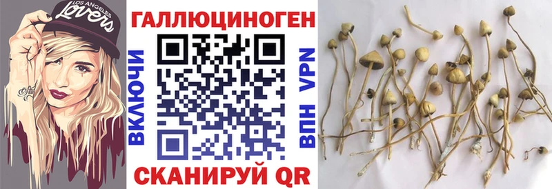 Галлюциногенные грибы Psilocybe  Лесосибирск 
